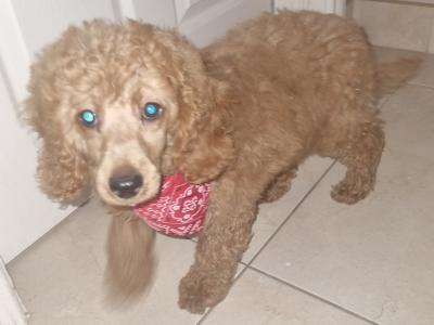IKC Registered Miniature male Poodle puppy in Down