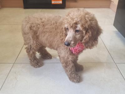 IKC Registered Miniature male Poodle puppy in Down