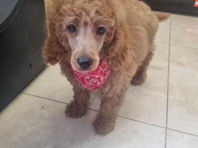IKC Registered Miniature male Poodle puppy in Down