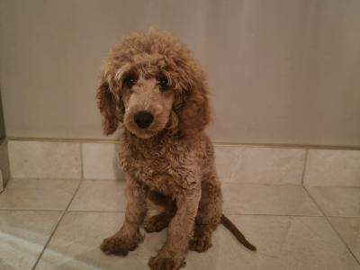 IKC Registered Miniature male Poodle puppy in Down