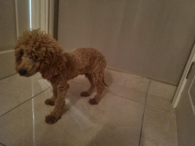 IKC Registered Miniature male Poodle puppy in Down