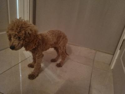 IKC Registered Miniature male Poodle puppy in Down