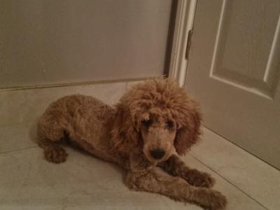 IKC Registered Miniature male Poodle puppy in Down