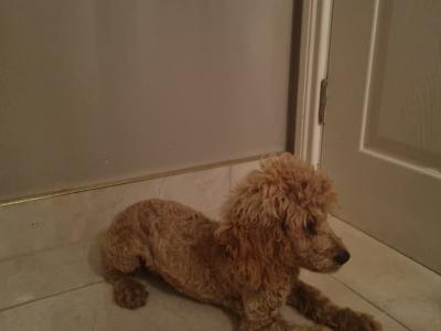 IKC Registered Miniature male Poodle puppy in Down