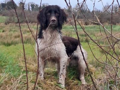 IKC Registered working Springer Spaniel at stud