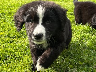 Beautiful Miniature Bernadoodle puppies 🐶🐶