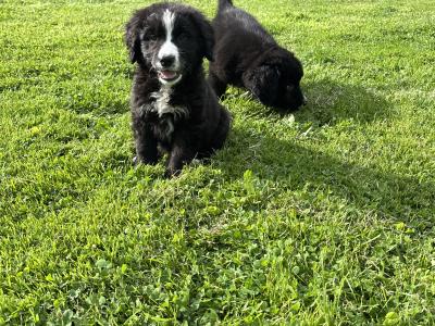 Beautiful Miniature Bernadoodle puppies 🐶🐶