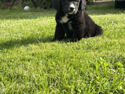 Beautiful Miniature Bernadoodle puppies 🐶🐶