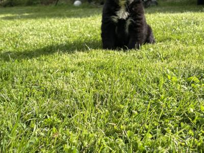Beautiful Miniature Bernadoodle puppies 🐶🐶