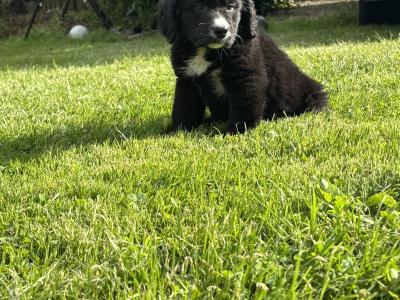 Beautiful Miniature Bernadoodle puppies 🐶🐶