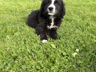 Beautiful Miniature Bernadoodle puppies 🐶🐶