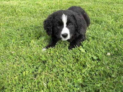 Beautiful Miniature Bernadoodle puppies 🐶🐶