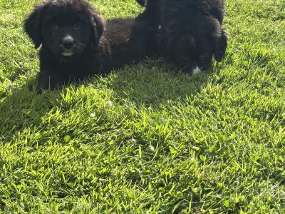 Beautiful Miniature Bernadoodle puppies 🐶🐶