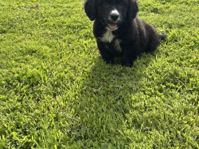 Beautiful Miniature Bernadoodle puppies 🐶🐶