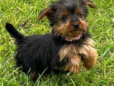 Beautiful Miniature Yorkshire Terrier puppies 🐶🐶 in Kilkenny