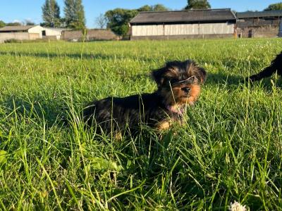 Beautiful Miniature Yorkshire Terrier puppies 🐶🐶 in Kilkenny