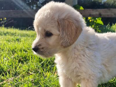 Goldendoodle puppies in Wexford 🐶❤️
