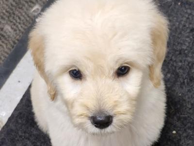 Goldendoodle puppies in Wexford 🐶❤️