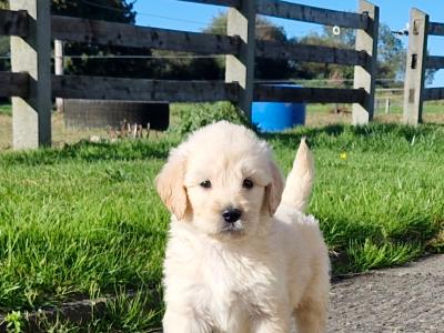 Goldendoodle puppies in Wexford 🐶❤️