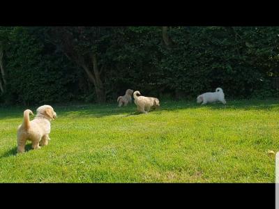 Goldendoodle puppies in Wexford 🐶❤️