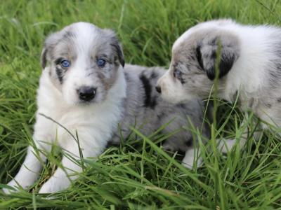 Beautiful Border Collie puppies in Meath
