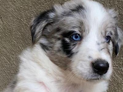Beautiful Border Collie puppies in Meath