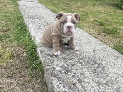 English Bulldog puppies in Waterford