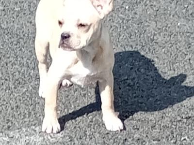 French Bulldog puppies in Kilkenny