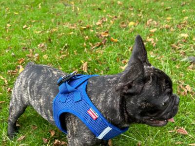 Male French Bulldog puppy 14 months old for sale in Dublin