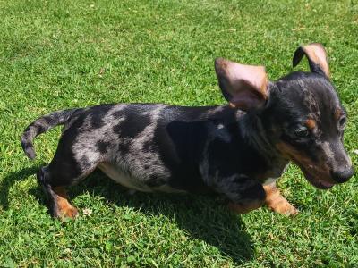 Miniature Dachshund puppies in Wexford