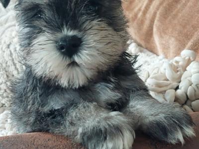 Beautiful miniature Schnauzer puppies for sale in Wexford