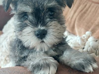 Beautiful miniature Schnauzer puppies for sale in Wexford