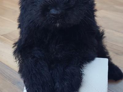 Beautiful miniature Schnauzer puppies for sale in Wexford