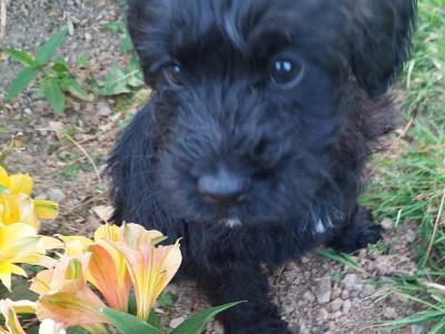 Beautiful miniature Schnauzer puppies for sale in Wexford