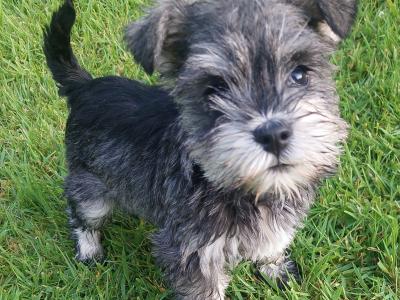 Beautiful miniature Schnauzer puppies for sale in Wexford