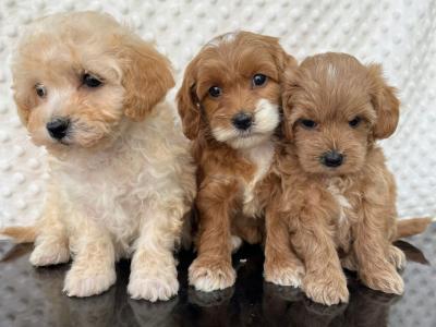 Health checked miniature Doodle puppies in Cavan 🐶