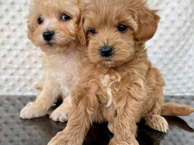 Health checked miniature Doodle puppies in Cavan 🐶