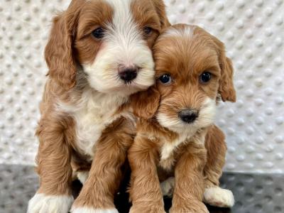 Health checked miniature Doodle puppies in Cavan 🐶