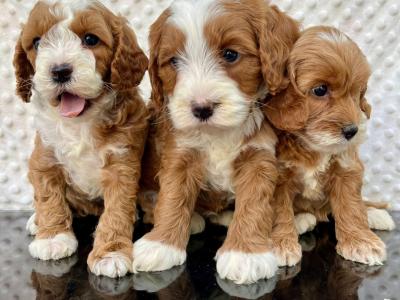 Health checked miniature Doodle puppies in Cavan 🐶