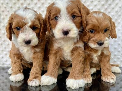 Health checked miniature Doodle puppies in Cavan 🐶