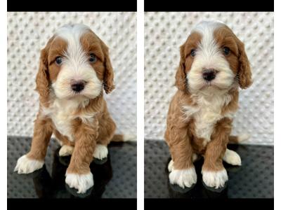 Health checked miniature Doodle puppies in Cavan 🐶