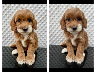 Health checked miniature Doodle puppies in Cavan 🐶
