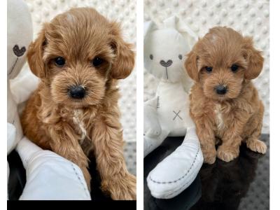 Health checked miniature Doodle puppies in Cavan 🐶