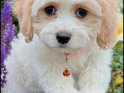 Cavachon puppies in Kilkenny