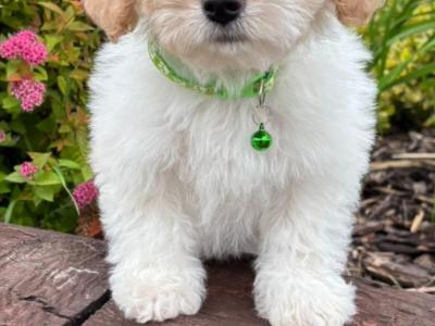 Cavachon puppies in Kilkenny