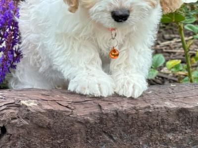 Cavachon puppies in Kilkenny