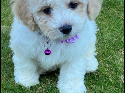 Cavachon puppies in Kilkenny
