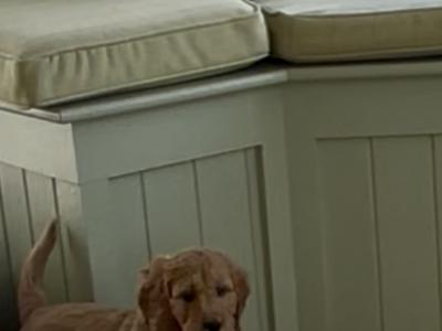 Miniature Irish Doodle puppies in Offaly