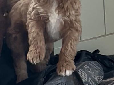 Miniature Irish Doodle puppies in Offaly