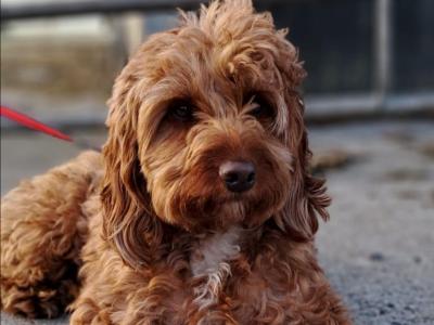Miniature Irish Doodle puppies in Offaly